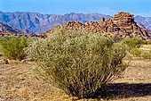Marocco meridionale - Escursione a piedi nei pressi di Tafraoute, ginestre fiorite lungo il sentiero che porta alle rocce dipinte e alla roccia chiamata 'il cappello di Napoleone'.